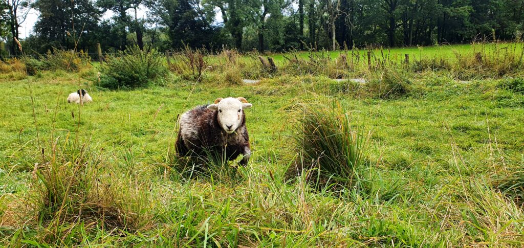 Herdwick sheep in Coniston, Cumbria with long grass and trees in the background.