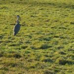 Heron in field at The Estuary Riverside Chalets showing a tree in the background and the River Wyre.