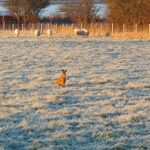 Hare in field at The Estuary Riverside Chalets with sheep in the background and a shed by the river. Frozen grass with sheep eating.