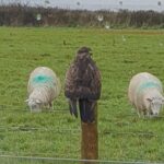 Buzzard sat on the fence at The Estuary Riverside Chalets with two sheep in the field