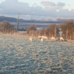 Frosty field at The Estuary Riverside Chalets with sheep eating frozen grass. Frozen decking glass and countryside views.