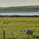 Heron in flight at The Estuary Riverside Chalets. Sheep in field eating
